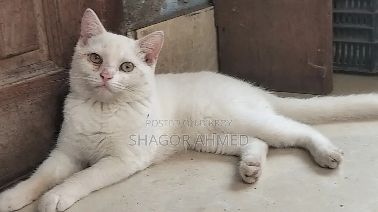 1-3 Months Female Purebred British Shorthair