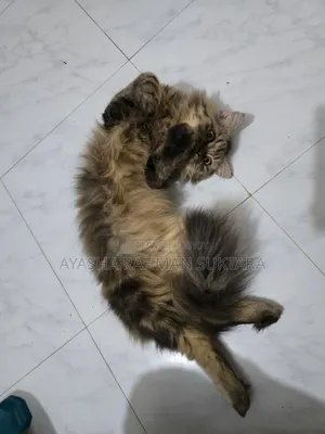 1+ Year Male Purebred Persian