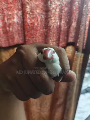 জাভা ছেলে পাখি