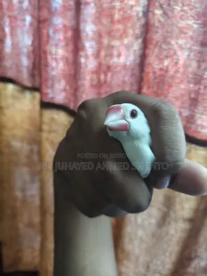 জাভা ছেলে পাখি