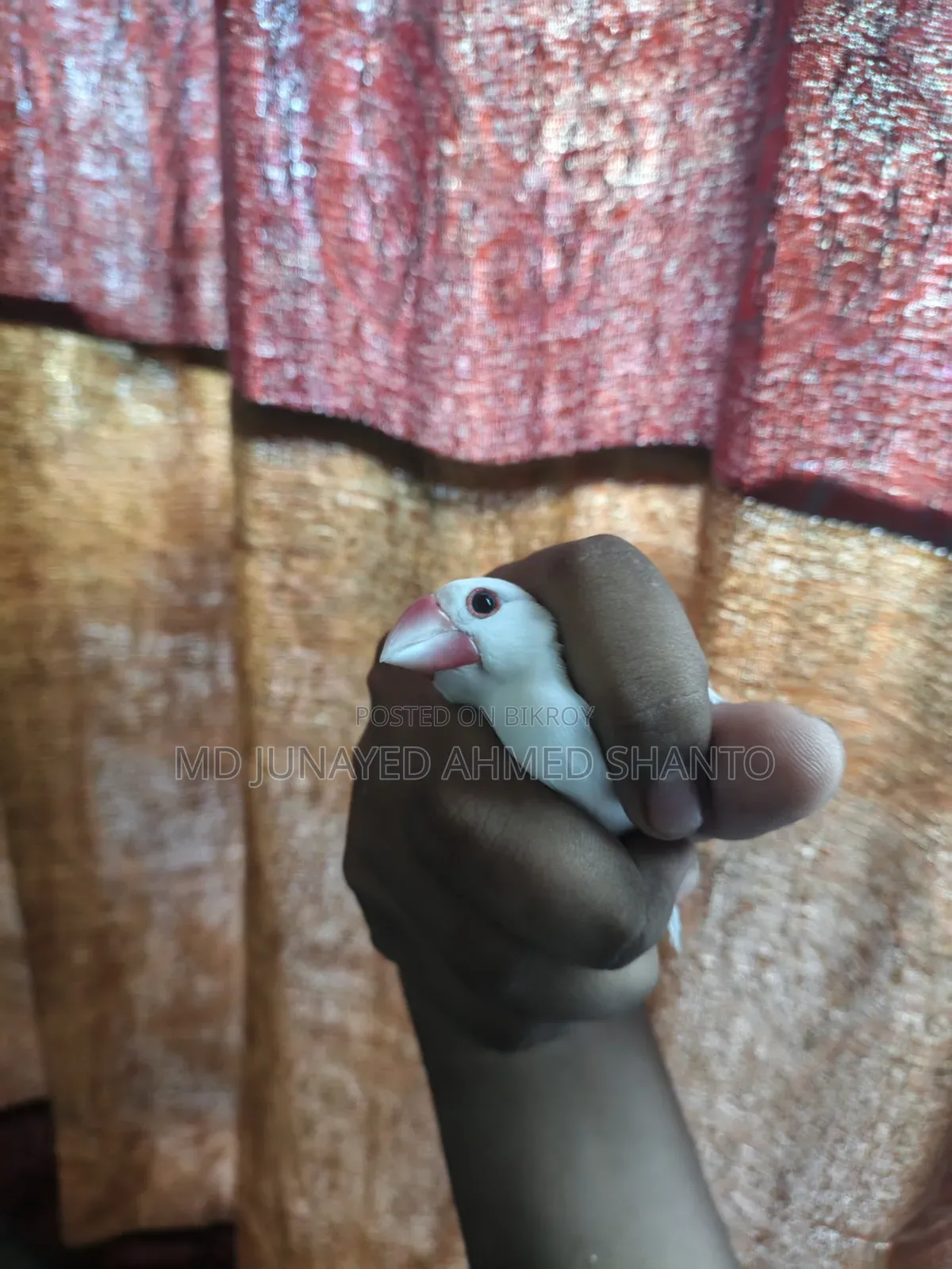 জাভা ছেলে পাখি