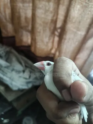 জাভা ছেলে পাখি