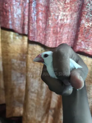 জাভা ছেলে পাখি