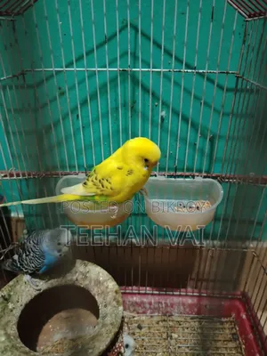 2 Male Budgie