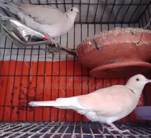 Gugu Pakhi Koyak Jora Asa Daikha Nita Parban.