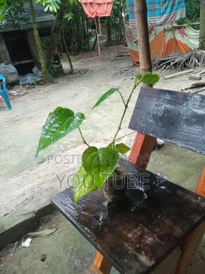 Chuijhal Plant Sapling Sale