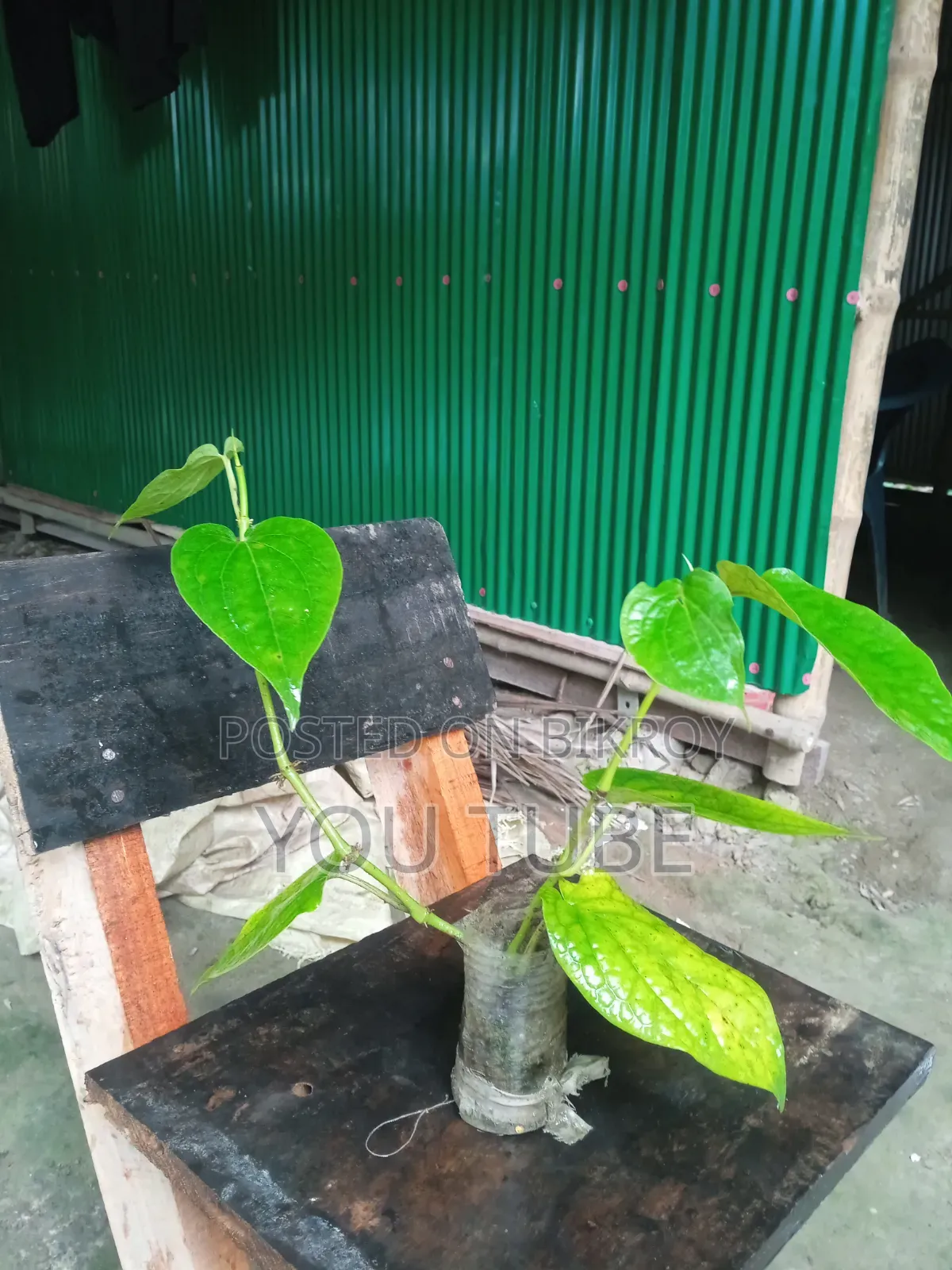 Chuijhal Plant Sapling Sale