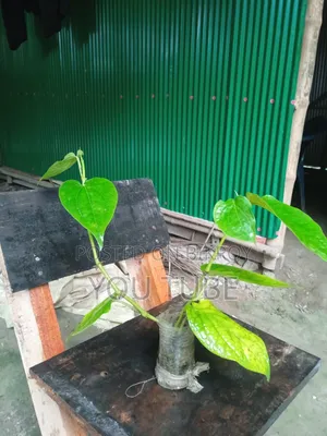 Chuijhal Plant Sapling Sale