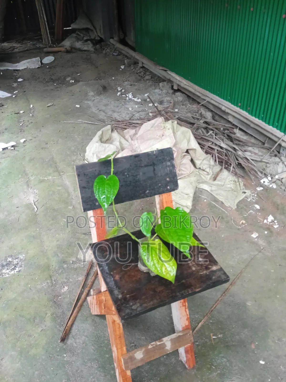 Chuijhal Plant Sapling Sale