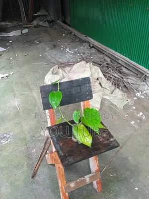 Chuijhal Plant Sapling Sale