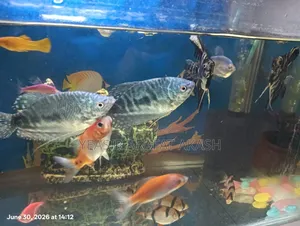 Aquarium Fish