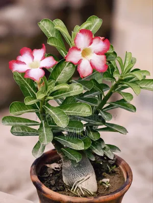 এডেনিয়াম গাছ বিক্রয়ের জন্য