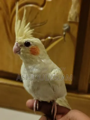 Cockatiel Bird