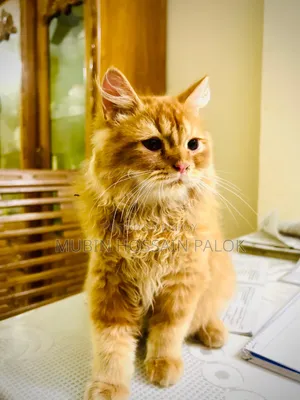 6-12 Months Male Purebred Persian Cat