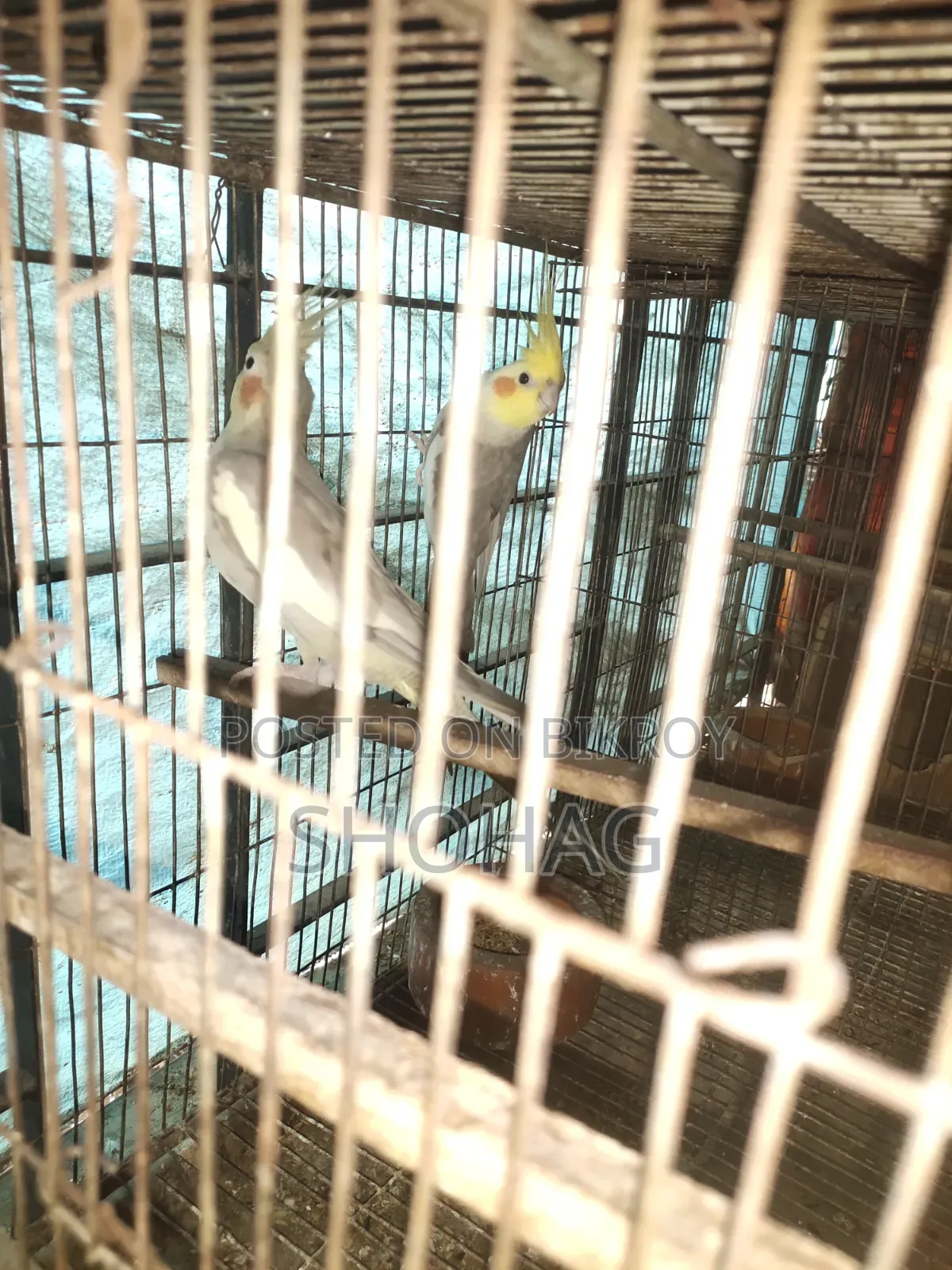 Birds Pair