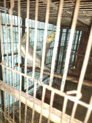 Birds Pair