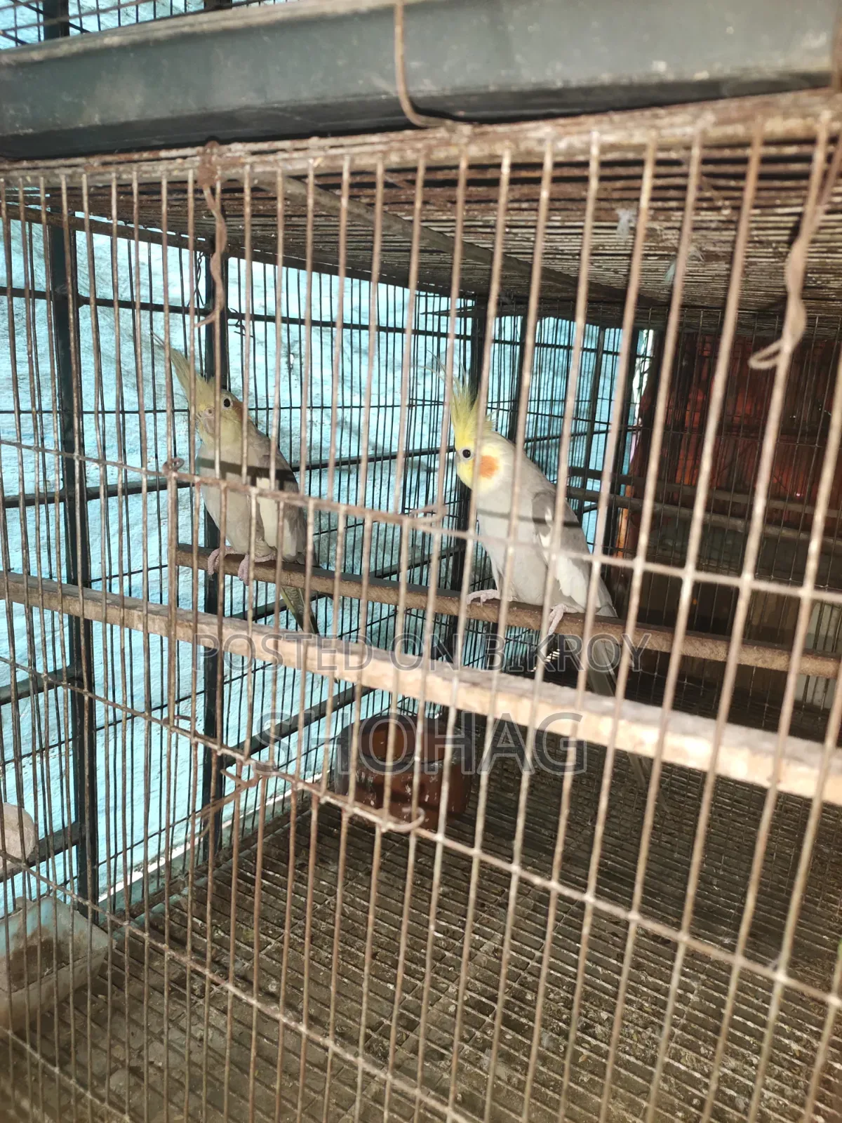 Birds Pair
