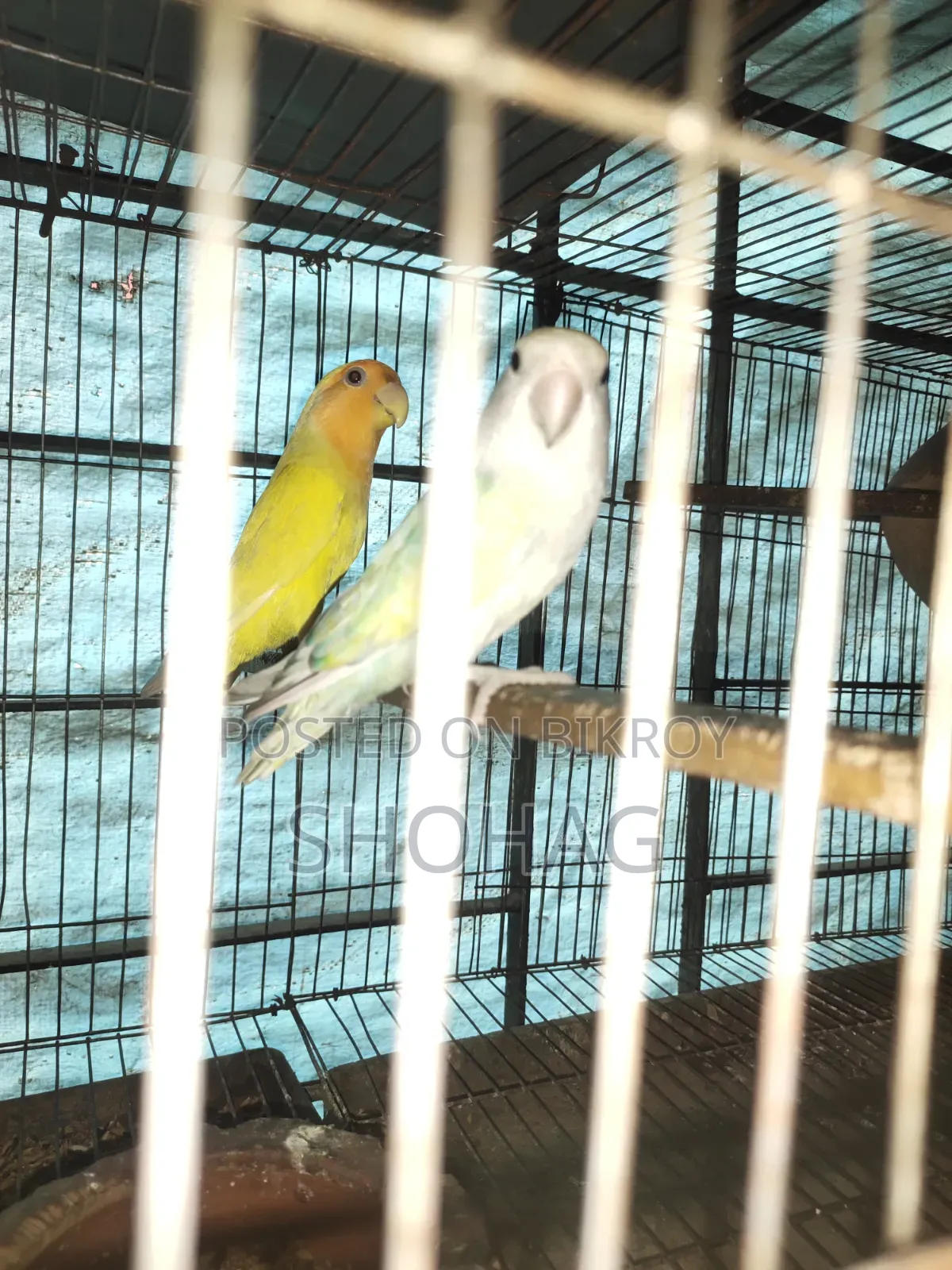 Birds Pair
