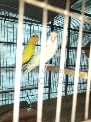 Birds Pair