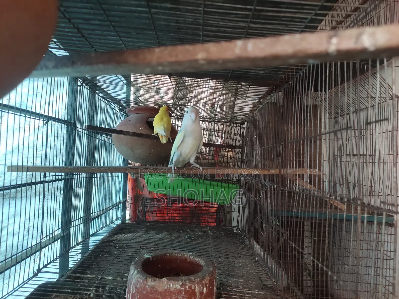 Birds Pair