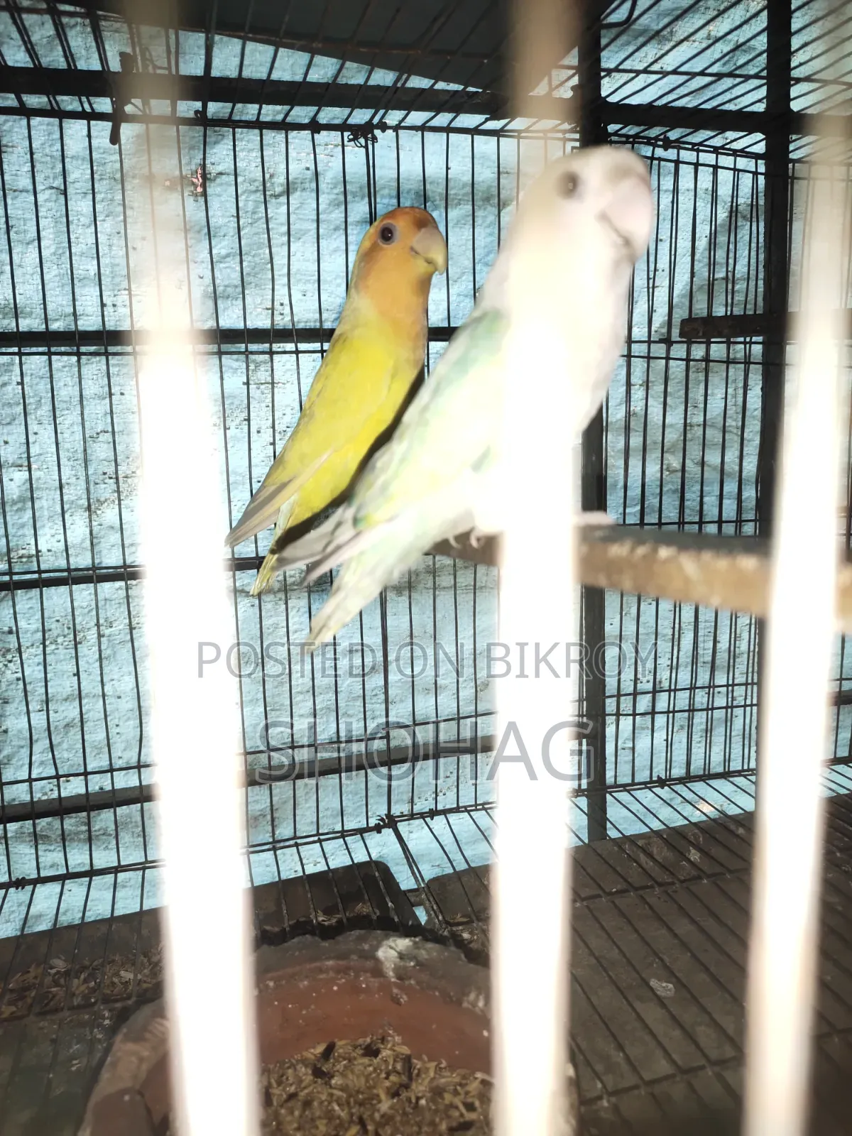 Birds Pair