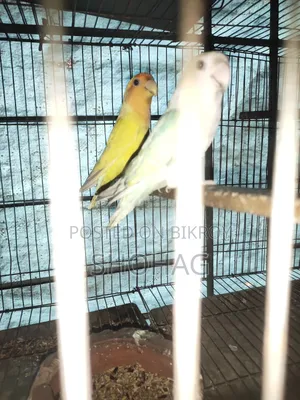 Birds Pair