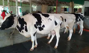 1357 No. 3 High-Quality Improved Breed Cows for Sale.