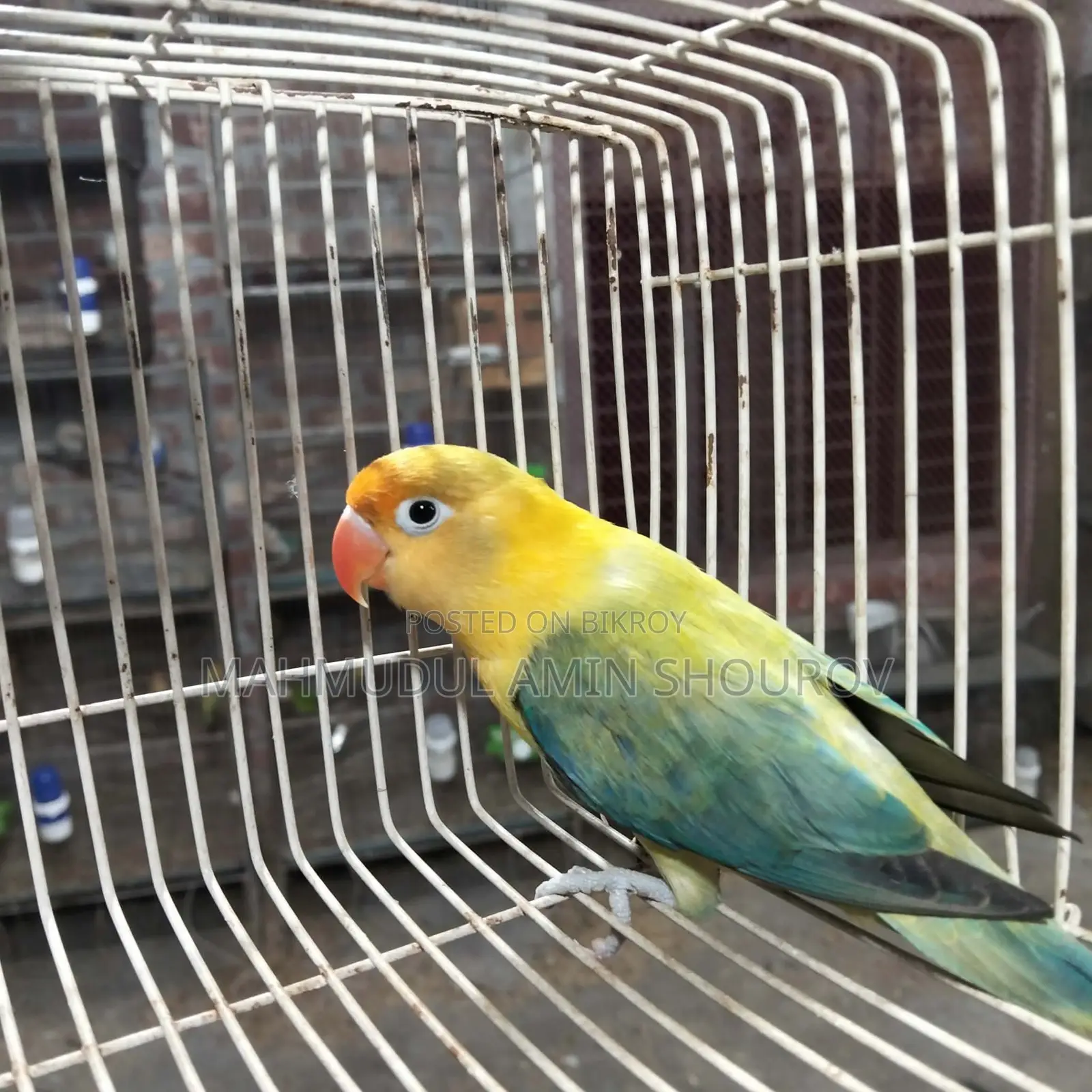 Parblue Opline Love Bird