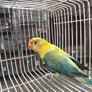 Parblue Opline Love Bird