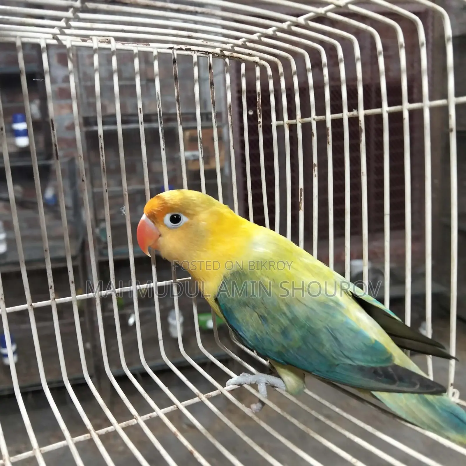 Parblue Opline Love Bird