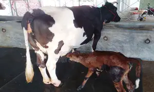 ১৩৫৮ নং ১৭ লিটার দুধের গাভী গরু ।