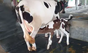 ১৩৫৯ নং প্রতিদিন ১৬ লিটার দুধের গাভী গরু কিনুন ।