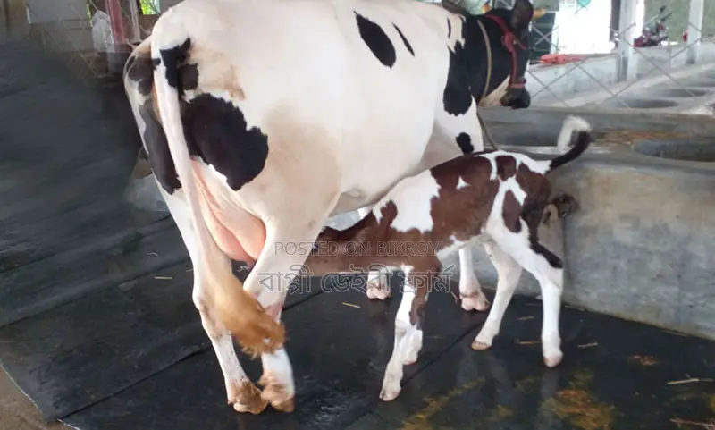 ১৩৫৯ নং প্রতিদিন ১৬ লিটার দুধের গাভী গরু কিনুন ।