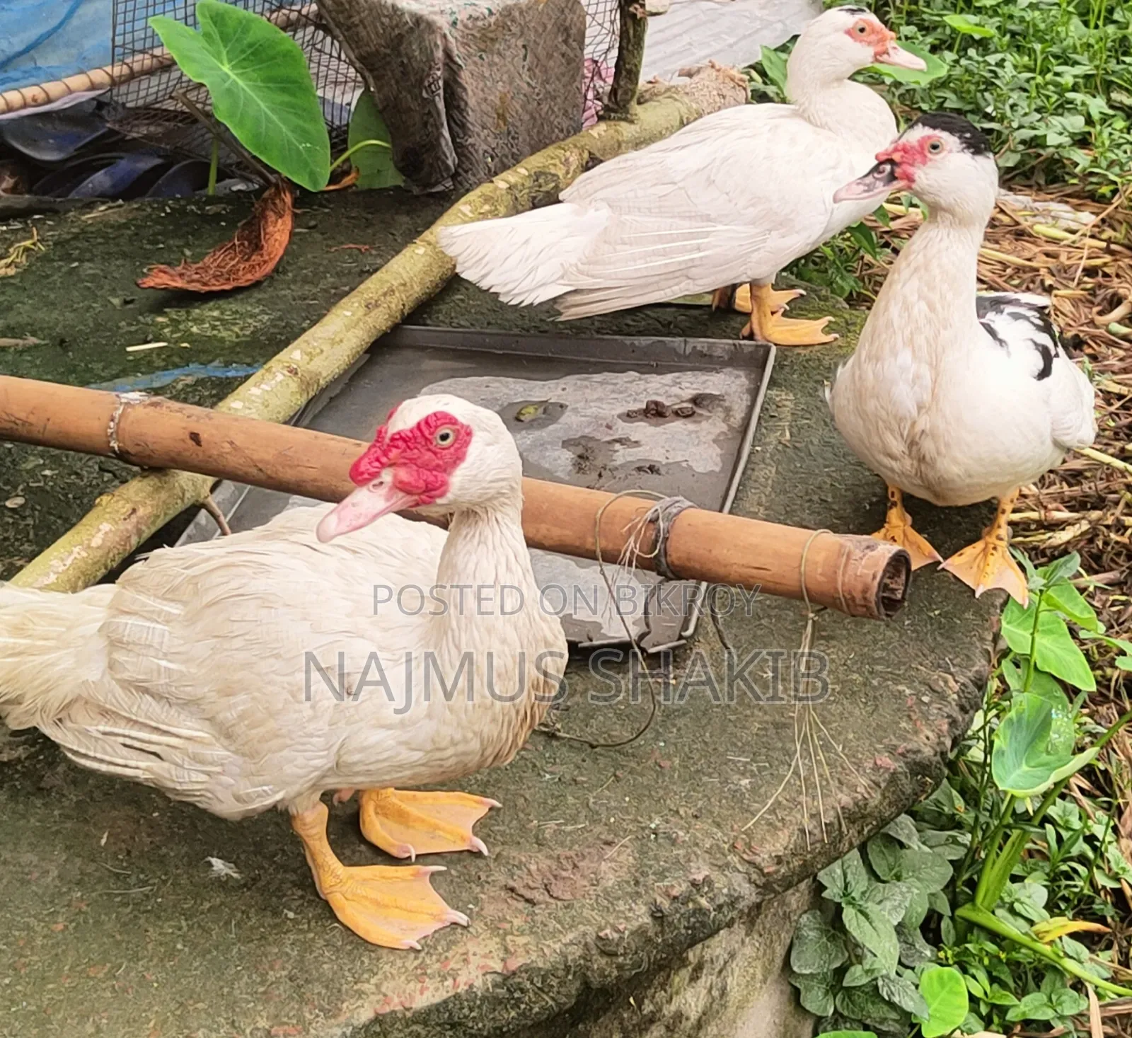 চাইনা হাঁস
