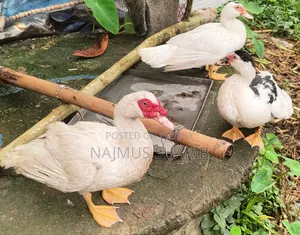 চাইনা হাঁস