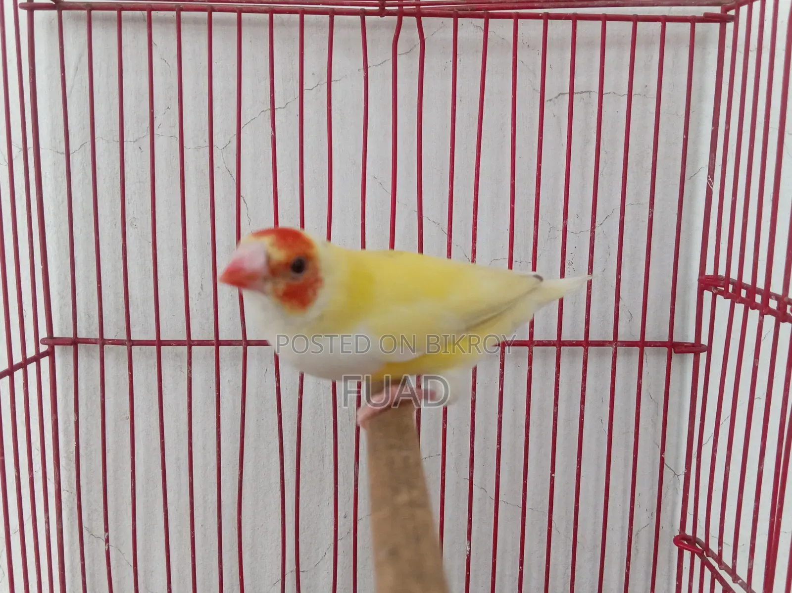 Gouldian Finch