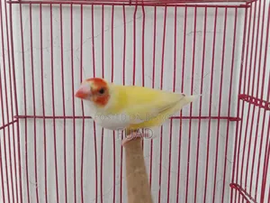Gouldian Finch