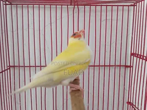 Gouldian Finch