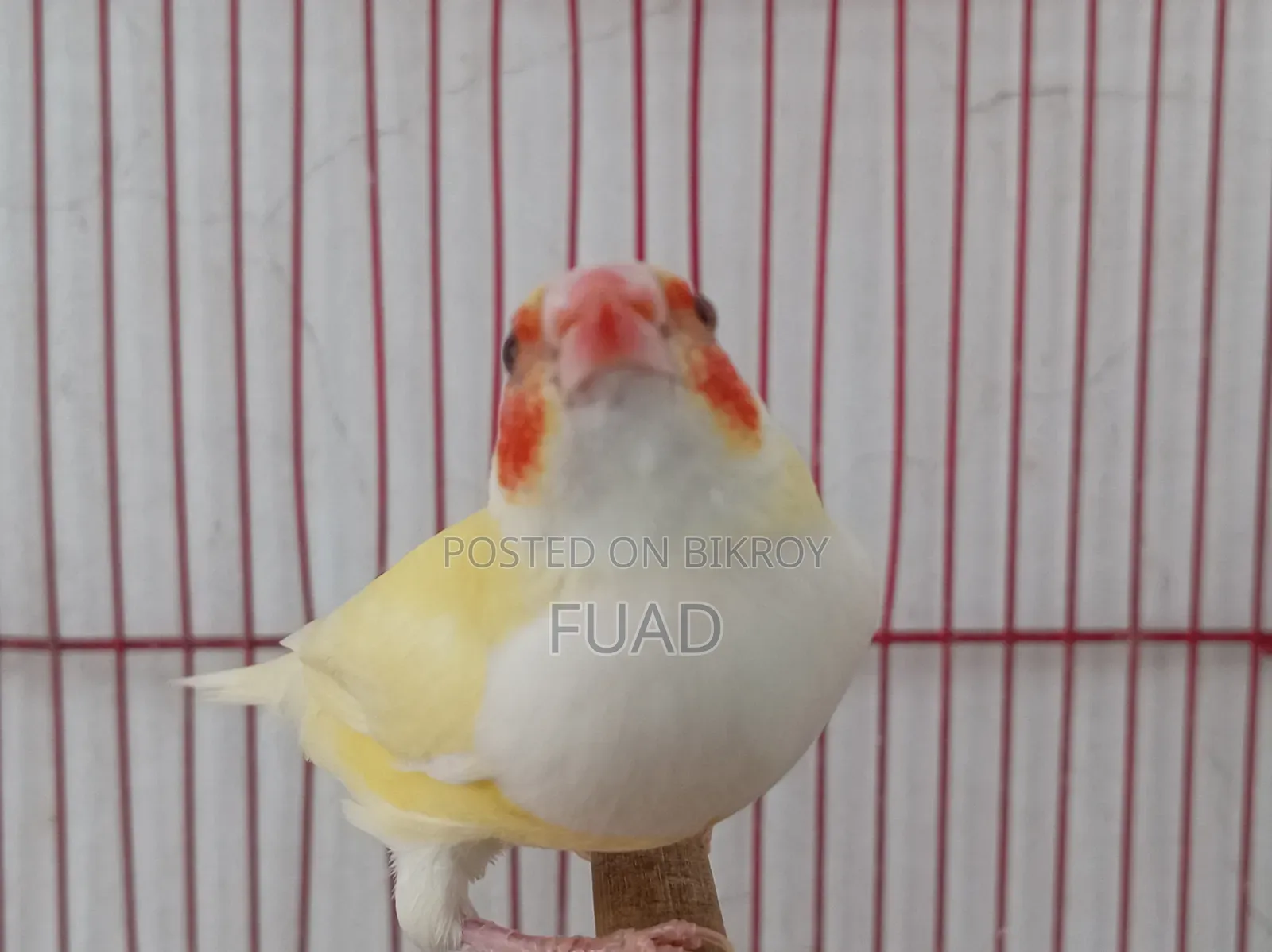 Gouldian Finch