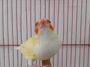 Gouldian Finch