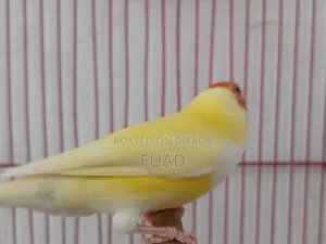 Gouldian Finch