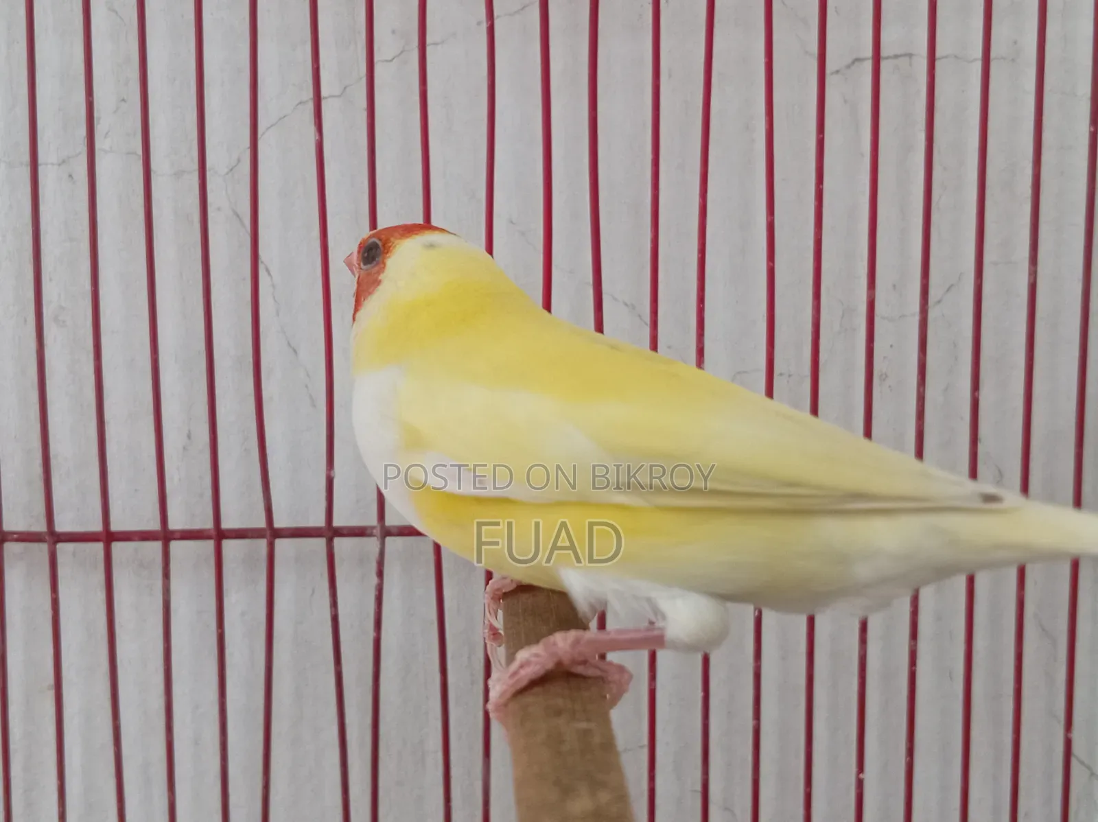 Gouldian Finch