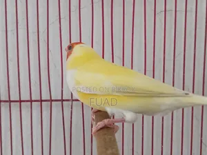 Gouldian Finch