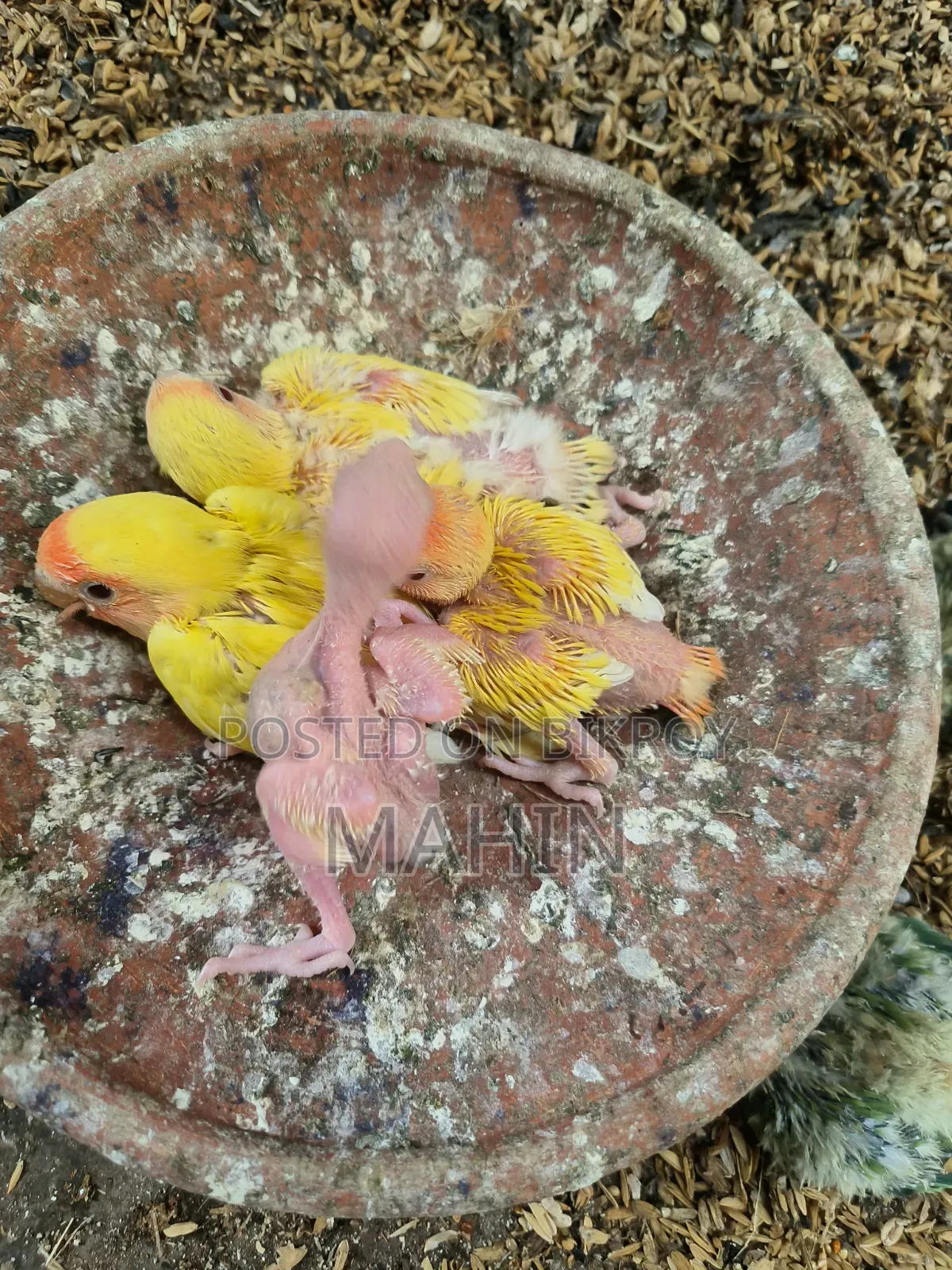 Tame Size Baby