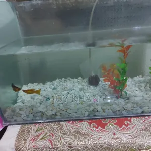 একুরিয়াম+মাছ