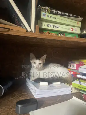 ১-৩ মাস বয়সী স্ত্রী বেঙ্গল বিড়াল