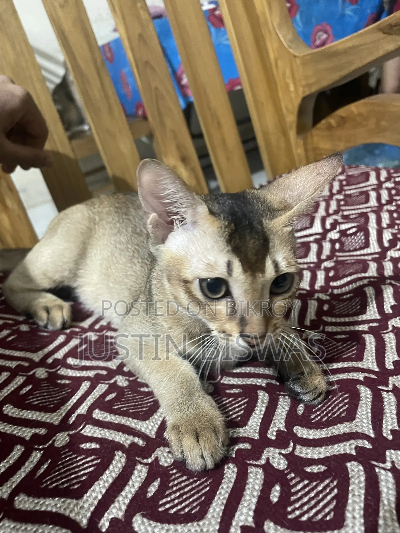 ১-৩ মাস বয়সী স্ত্রী বেঙ্গল বিড়াল