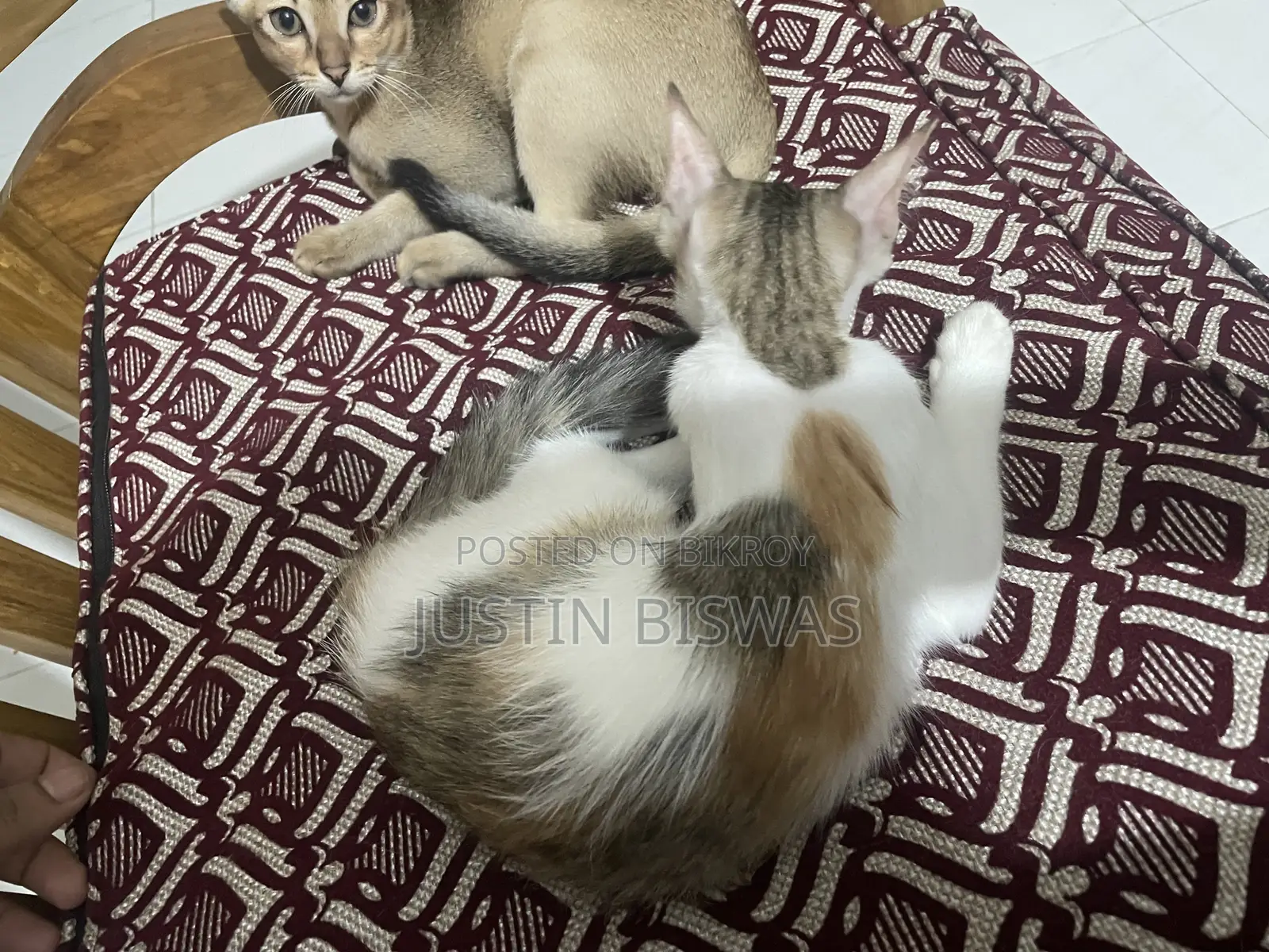 ১-৩ মাস বয়সী স্ত্রী বেঙ্গল বিড়াল