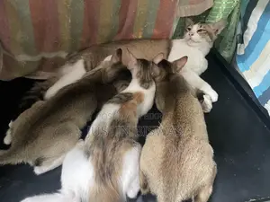 ১-৩ মাস বয়সী স্ত্রী বেঙ্গল বিড়াল