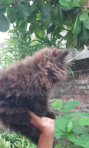 1-3 Months Female Purebred Persian Cat